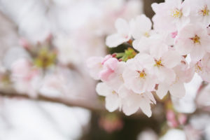 春といえば桜ロケ