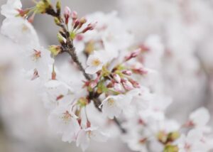 桜もほぼ満開